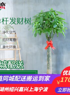 发财树 室内大植物盆栽盆景绿植进化空气易养活杭州宁波绍兴富阳