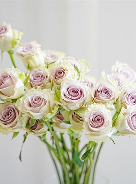 淡雅轻灵高级浅紫色海洋之谜玫瑰鲜花家居插花水养节日送花好养