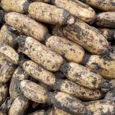 山东现挖粉莲藕煲汤糯米藕新鲜农家自种藕节五斤包邮泥巴特惠面藕