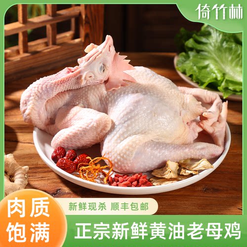 正宗老母鸡黄油老母鸡草鸡月子煲汤整只顺丰包邮