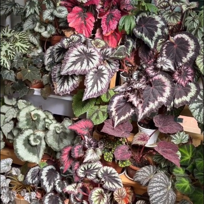 狂欢节秋海棠蟆叶室内网红盆栽丝型福寿植物鸟观叶赏花盆栽花卉