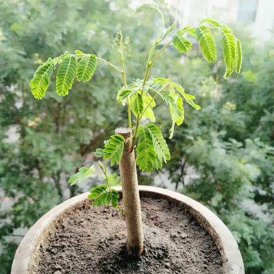 小盆景素材合欢树苗观花植物庭院阳台桌面盆栽合欢花小树桩耐寒花