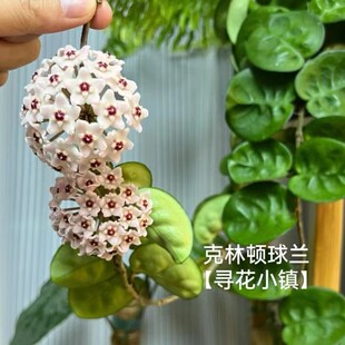 【圆叶克林克/克林顿】容易开花爬藤办公室栽培阳台可选四季种植