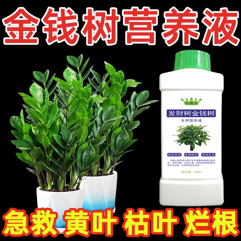 金钱树叶子枯黄掉叶专用营养液发财树肥料专用肥防黄叶落叶烂根