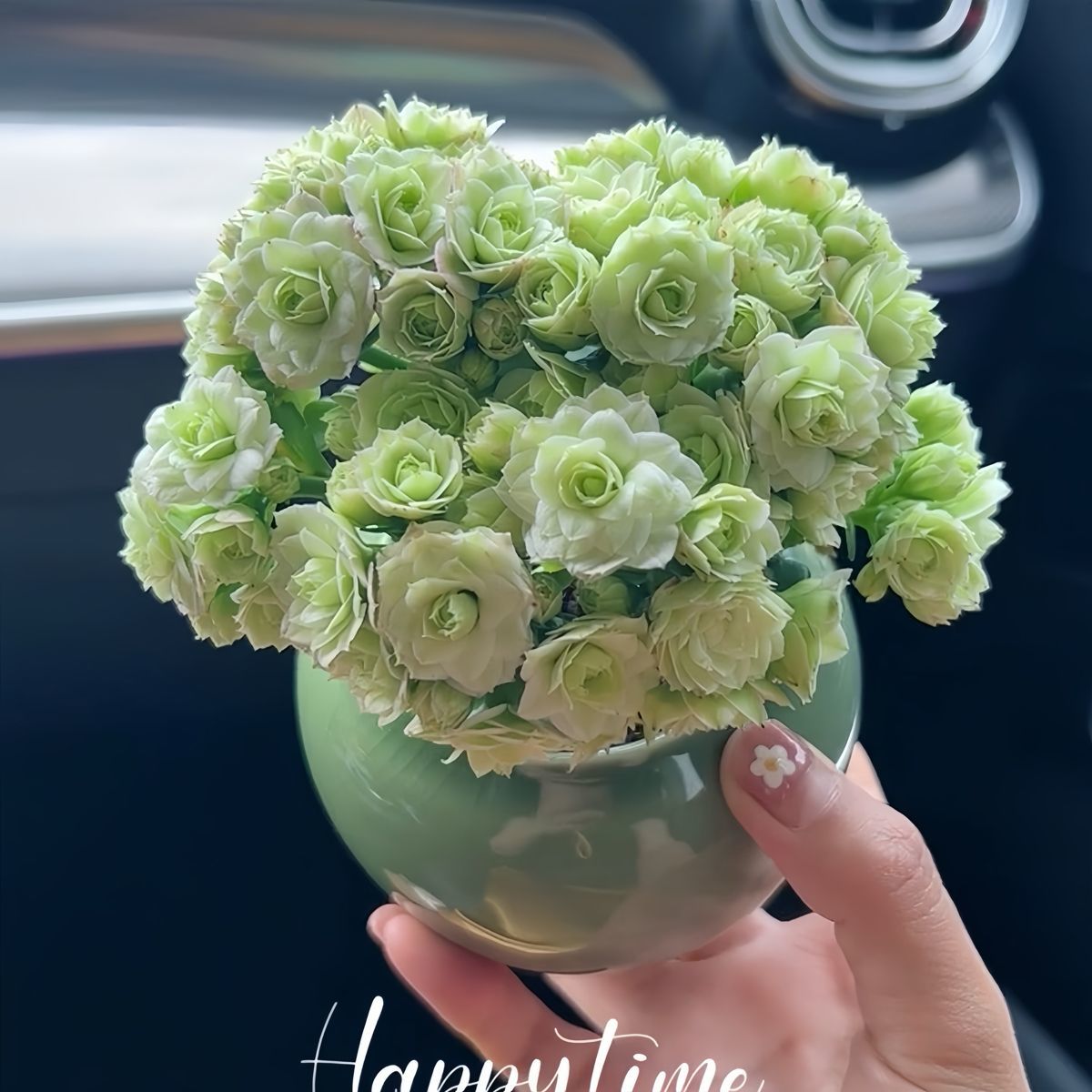 稀罕多肉大花绿巴黎长寿花重瓣多肉植物办公室阳台客厅绿植花卉小