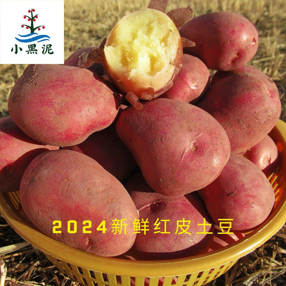 小黑泥云南红皮黄心现挖洋芋农家食品高原特色农家新鲜云南蔬菜