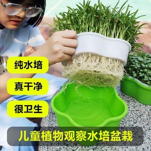 水培网格盘儿童种植实验课盆栽蔬菜豆芽盘芽苗菜育苗盘家用托盘