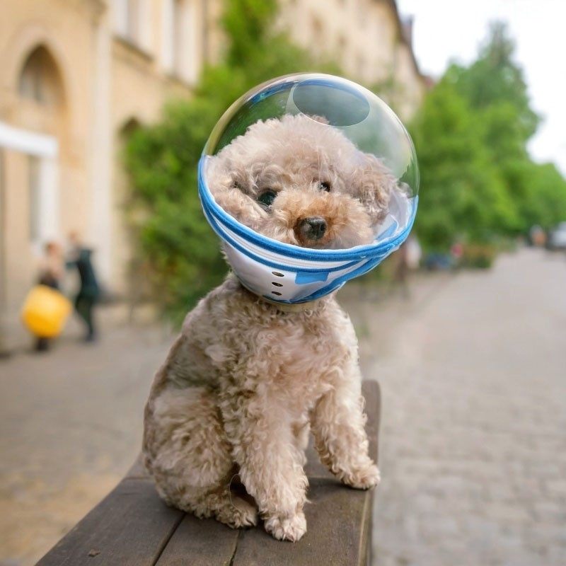 狗狗面具防舔防咬洗澡项圈围脖罩遛狗防误食猫头套加深指甲防毒,宠物/宠物食品及用品,项圈/肩带,淘宝优惠券,粉丝福利购,淘宝优惠卷