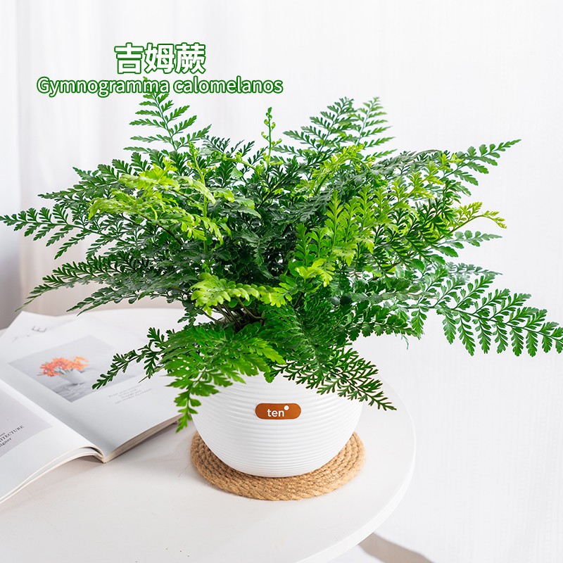 吉姆蕨网红植物盆栽绿植室内净化空气花卉水培蕨类观叶好养盆栽花