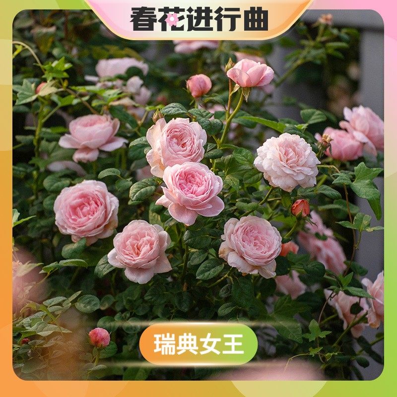 【春花进行曲】天狼月季 瑞典女王 灌木奥斯汀粉色玫瑰盆栽阳台庭,鲜花速递/花卉仿真/绿植园艺,月季/蔷薇/玫瑰,淘宝优惠券,粉丝福利购,淘宝优惠卷