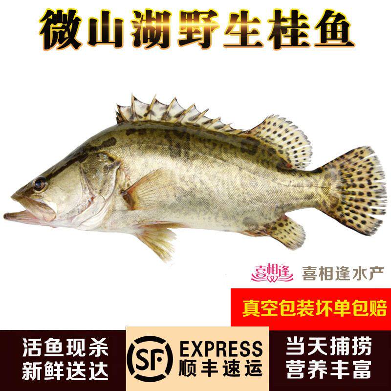 鱼现杀野生桂鱼 新鲜鳜鱼 鲫花鱼现杀桂花鱼