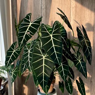 老桩绿天鹅绒海芋 ins风北欧网红进口绿植盆栽海芋好养室内观叶