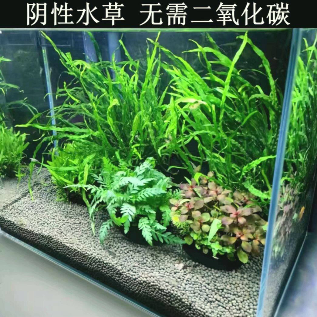 丹麦细叶铁皇冠水草鱼缸后景净化水质造景植物阴性新手懒人增氧