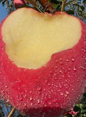 2025年头茬洛川红富士苹果2/4.5/10斤脆甜多汁新鲜水果香甜