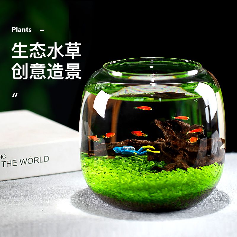 生态微景观绿植套装创意迷你植物玻璃鱼缸diy造景材料水培水草籽