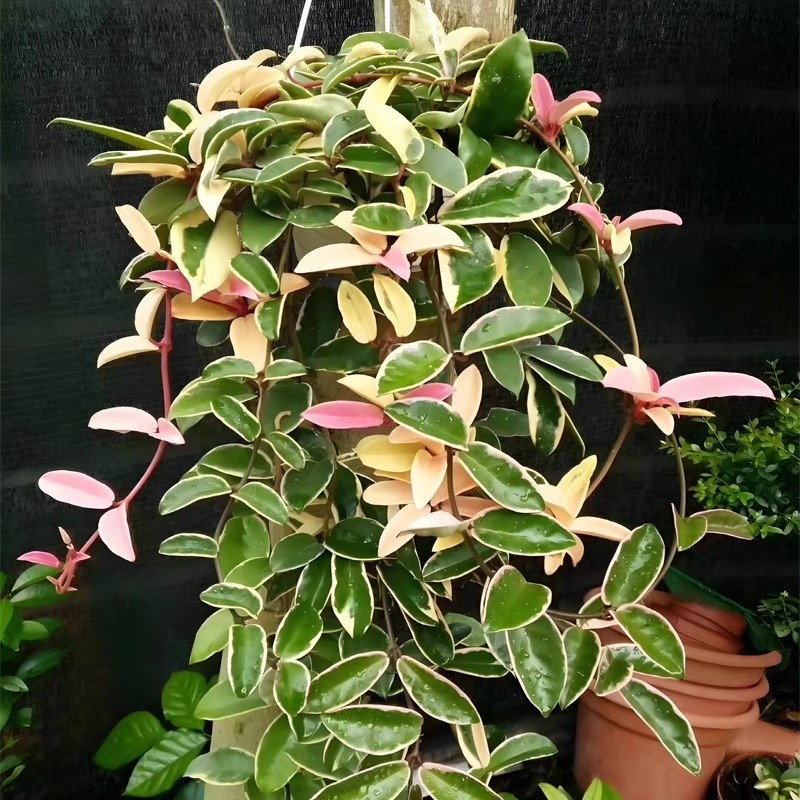 花叶外锦 花叶球兰三色球兰锦 叶美花美种爬藤花卉盆栽