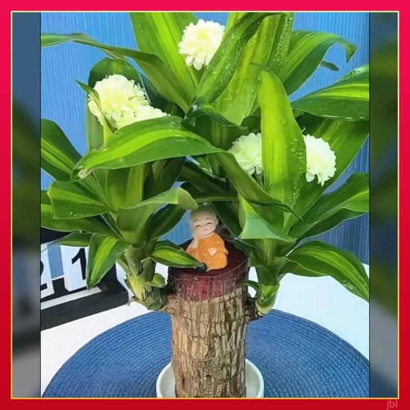 巴西木四季发带芽孢加粗加高巴西木特粗好养活可开花家用花卉盆栽