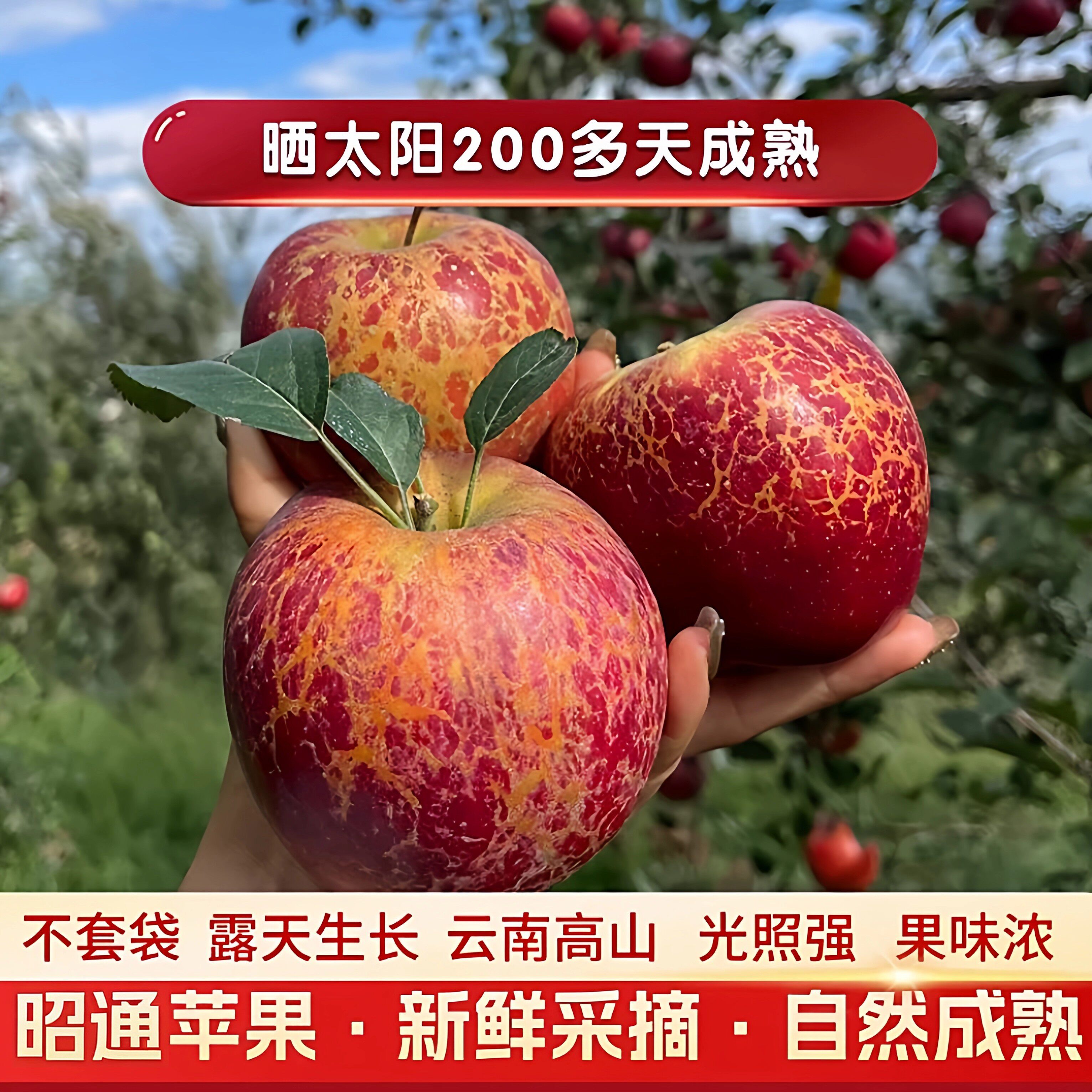 云南昭通苹果自然成熟冰糖心