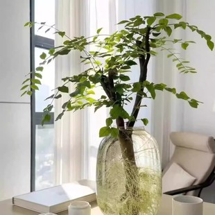 【下单立减30】新鲜切枝室内水培绿植好养活叶枝居家软装vc90