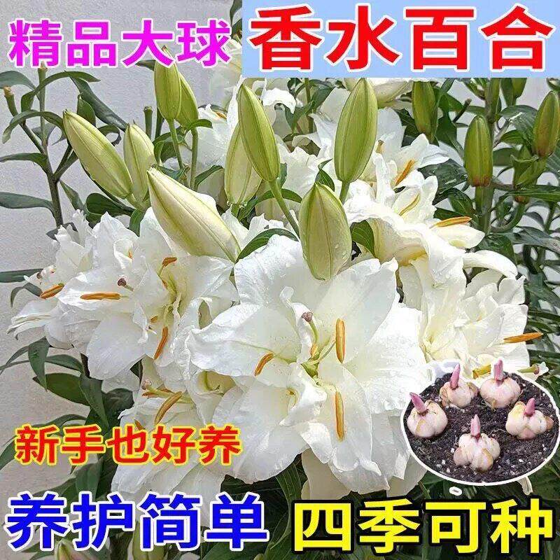 香水百合花种球 带芽四季易活种子籽绿植物球根花卉百合盆栽lx16