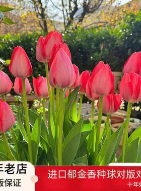 现货郁金香种球单瓣品种1粒装5度球室内花卉盆栽四季开花好养fb9