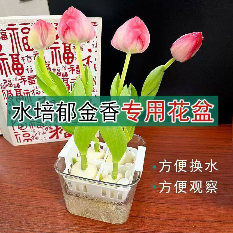 水培郁金香百合风信子透明水培植物种球花卉专用器皿花盆定植篮