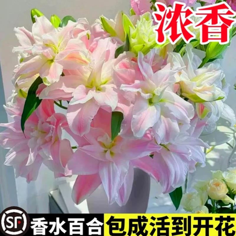 浓香型重瓣香水百合花种球好养活