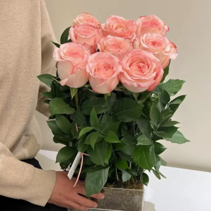 玫瑰花种籽子四季播种好养活鲜花