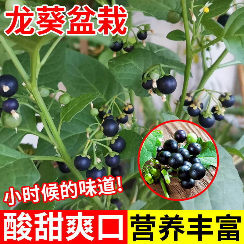 龙葵盆栽带花带果黑黝黝阳台水果野生龙葵种籽四季可种野生龙葵苗