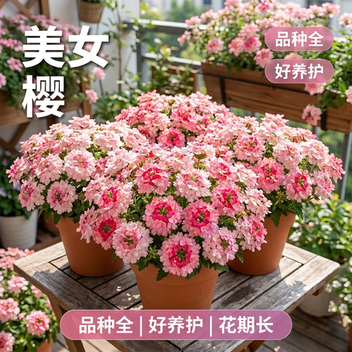 美女樱盆栽带花苞阳台耐寒耐热易爆花四季好养庭院花境开花植物苗