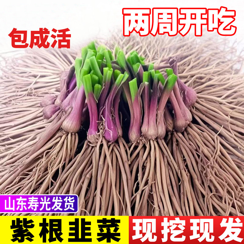 韭菜根苗现挖现发紫根韭菜阳台四季蔬菜盆栽种籽宽叶韭菜秧苗种子,鲜花速递/花卉仿真/绿植园艺,种苗/半成品盆栽,淘宝优惠券,粉丝福利购,淘宝优惠卷