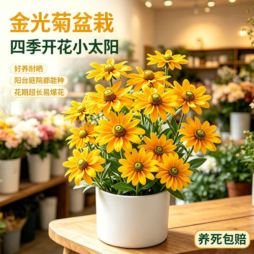 金光菊盆栽带花苞多年生宿根耐热耐寒花卉阳台庭院菊花苗黑眼菊大