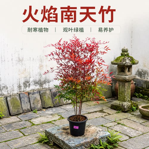 火焰南天竹盆栽阳台庭院客厅大型绿植红叶老桩植物耐寒好养竹子苗