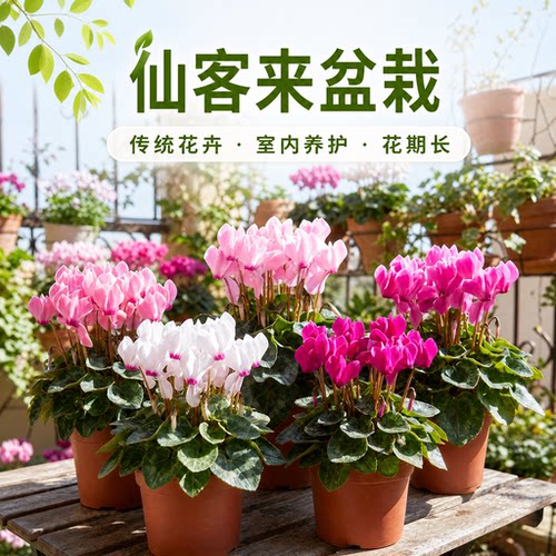 仙客来盆栽带花苞碟衣大苗带花耐寒年宵花浓香花卉开花植物好养活