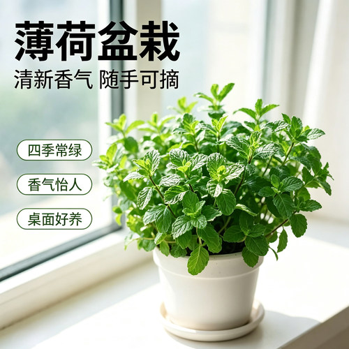 薄荷盆栽驱蚊香草室内清香绿植