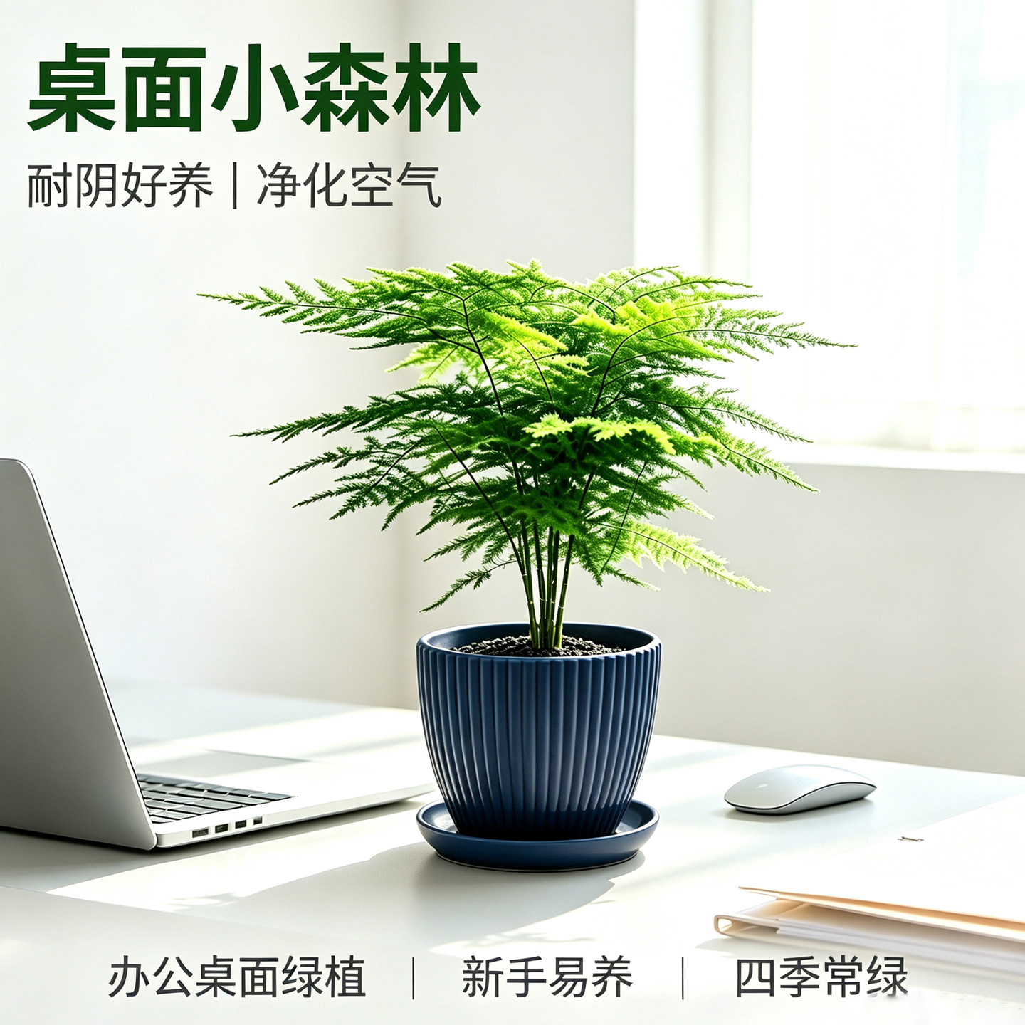 文竹盆栽室内桌面绿植四季常青好养办公室中式禅意盆景迷你小绿植图片