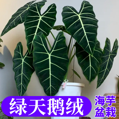 绿天鹅绒海芋室内绿植盆栽观叶