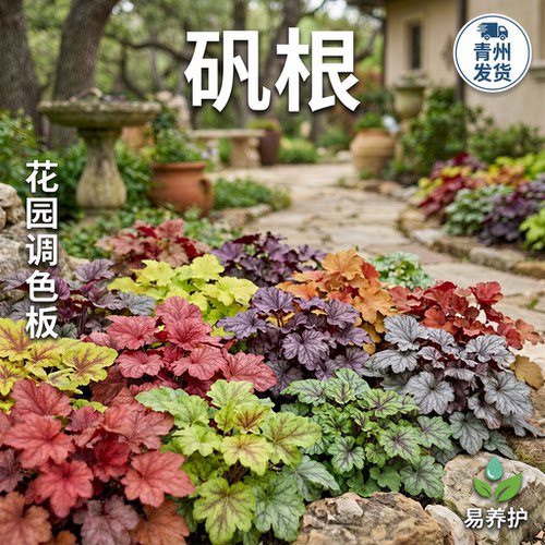 矾根花苗室内耐阴绿植盆栽四季常青观叶耐寒植物庭院地被绿化大苗