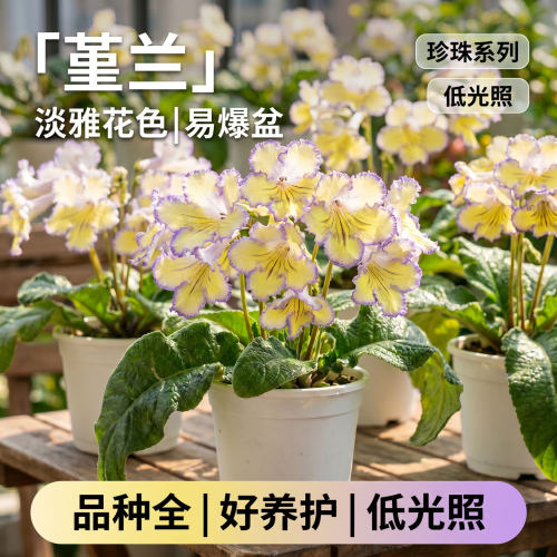 苦苣苔盆栽堇兰花苗带花苞阳台室内耐阴多季节开花多年生草本花卉
