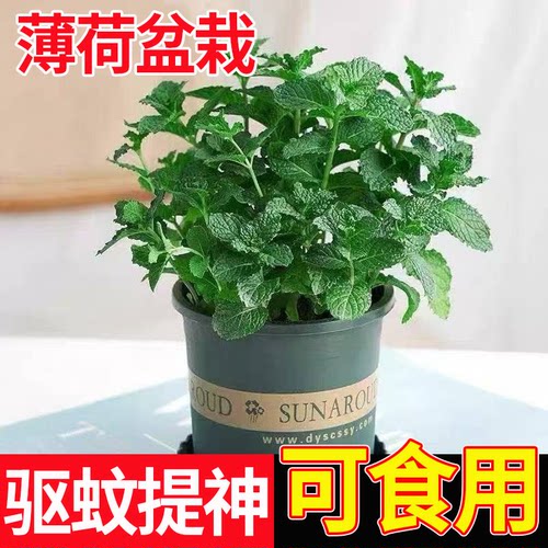 薄荷盆栽驱蚊香草室内驱蚊植物