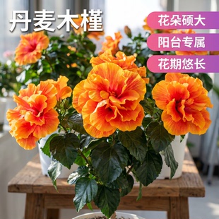 重瓣丹麦木槿带花苞阳台庭院朱槿大花扶桑花盆栽桑叶牡丹花阿波罗