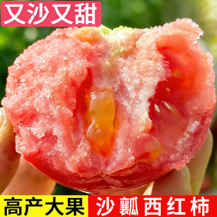 沙瓤老品种番茄苗阳台种植蔬菜苗南北方种植西红柿穴盘苗千禧矮生