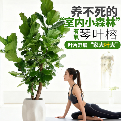 琴叶榕盆栽室内耐阴绿植大叶老桩高级感客厅落地植物办公室好养活
