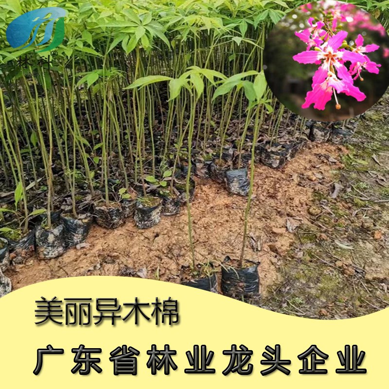 美丽异木棉树苗美人树大腹木棉苗木棉花酒瓶状庭院小区行道风景树