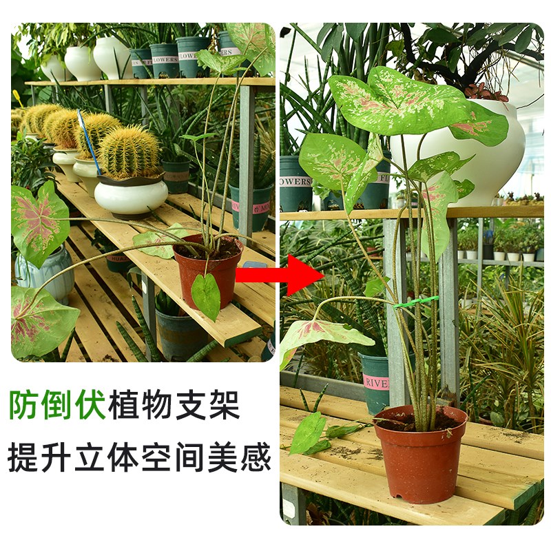龟背竹防倒伏支架固定器绿植物固定夹水培花茎春羽园艺花卉收拢架