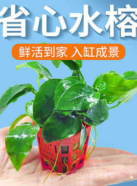 鱼缸水草植物真草养鱼迷你水榕草套餐黄金榕生态造景水培植物水榕
