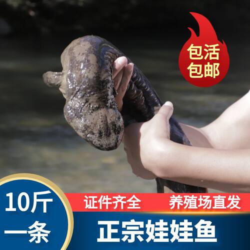 10斤一条娃娃鱼鲜活食用大鲵人工养殖活鱼淡水富贵鱼生鲜水产包活