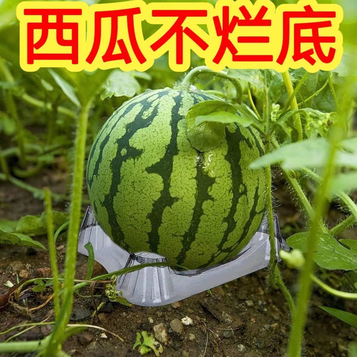 加厚吸塑瓜托防腐烂批发
