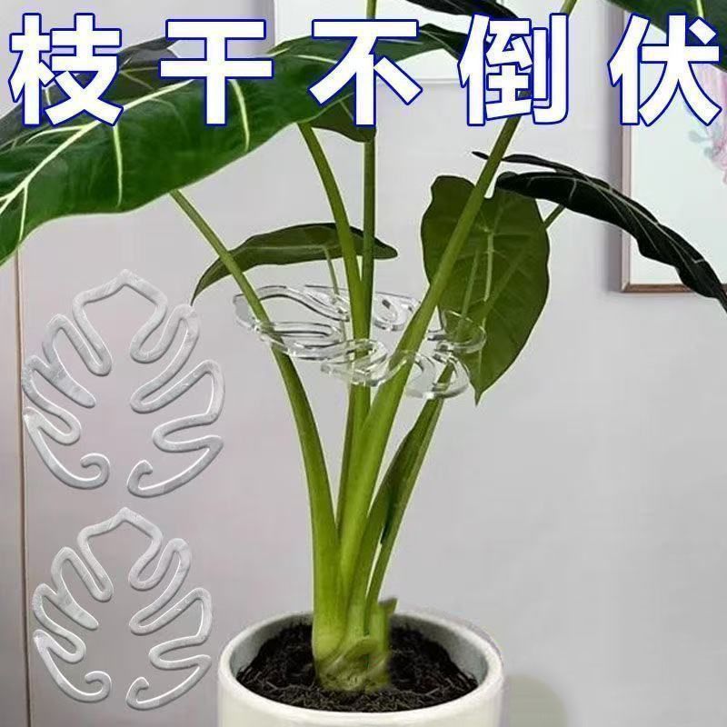 龟背竹支撑杆防倒伏植物支架