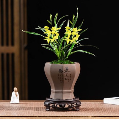 紫砂兰花盆景花盆中式复古神童冠花盆陶瓷家用桌面文竹摆件带托盘